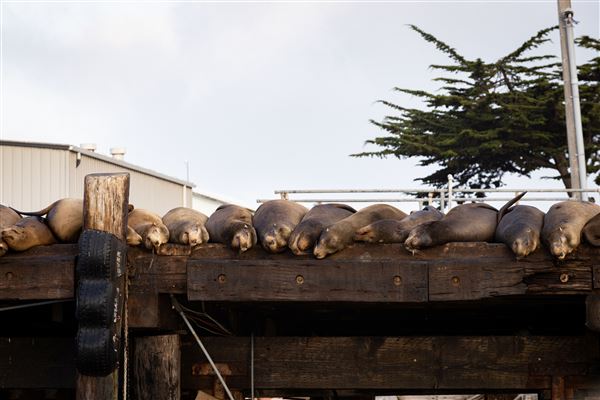 Moss Landing (4/27/2022 - Credits: SeeMonterey.com)