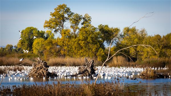 Gray Lodge Wildlife Area - California Department of Fish & Wildlife (CDFW) (7/28/2025 - Credits: U.S. Bureau of Reclamation)