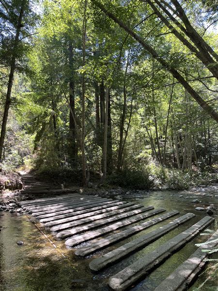 Pfeiffer Big Sur State Park (SP) (8/17/2025 - Credits: Melody Hildreth)
