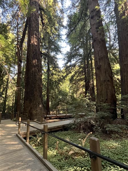 Pfeiffer Big Sur State Park (SP) (8/17/2025 - Credits: Melody Hildreth)