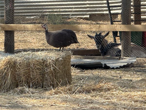 North Fork Ranch - Ventura County (9/3/2025 - Credits: Mary Avery)
