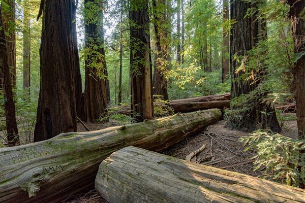 John B. Dewitt Redwoods State National Reserve (SNR) (8/21/2017 - Credits: Brian Baer)