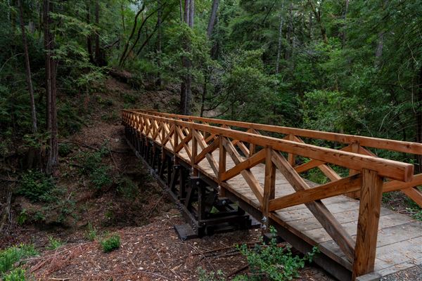 Portola Redwoods State Park (SP) (10/14/2024 - Credits: Brian Baer)