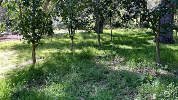 Descanso Gardens - Ancient Forest (3/7/2022 - Credits: Leo Fialho)