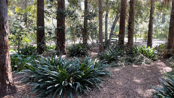 Descanso Gardens - Ancient Forest (3/7/2022 - Credits: Leo Fialho)