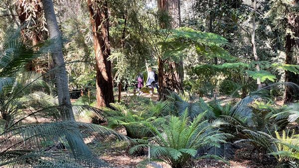 Descanso Gardens - Ancient Forest (3/7/2022 - Credits: Leo Fialho)