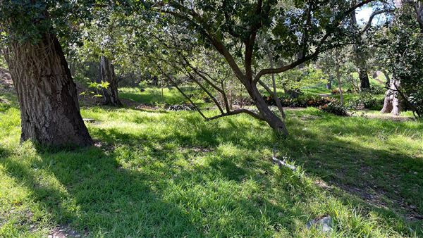 Descanso Gardens - Ancient Forest (3/7/2022 - Credits: Leo Fialho)