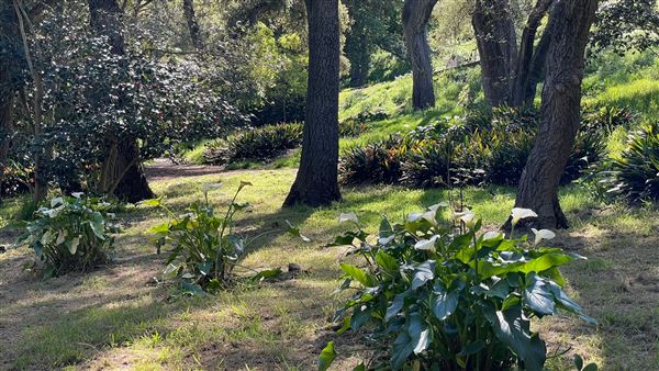 Descanso Gardens - Camellia Forest (3/7/2022 - Credits: Leo Fialho)