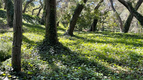 Descanso Gardens - Camellia Forest (3/7/2022 - Credits: Leo Fialho)