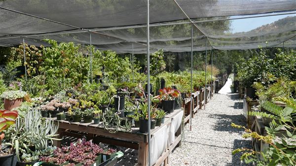 Descanso Gardens - Plant Propagation Greenhouse (7/26/2017 - Credits: Leo Fialho)