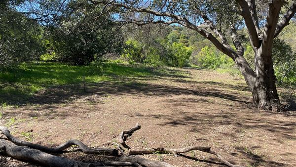 Descanso Gardens - Oak Woodland (3/7/2022 - Credits: Leo Fialho)