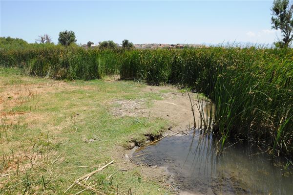 Mojave Narrows Regional Park - Pelican Lake (7/6/2012 - Credits: Leo Fialho)