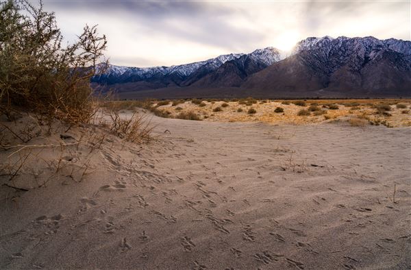 Olancha Sand Dunes - Bureau of Land Management - California Desert District - Ridgecrest Field Office - BLM - Off Highway Vehicle Area - OHV (12/4/2025 - Credits: Jesse Pluim - Bureau of Land Management)