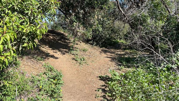 Griffith Park Redwoods - Cedar Grove - Cedar Grove Trail (3/16/2022 - Credits: Leo Fialho)