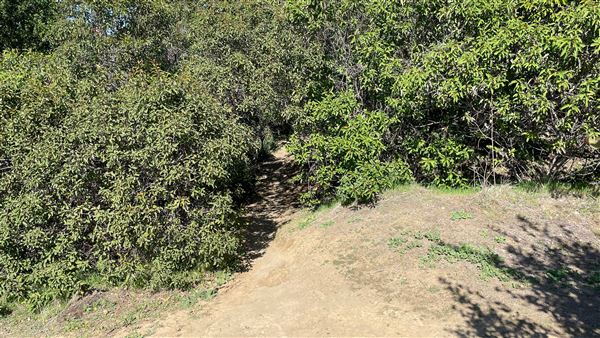 Griffith Park Redwoods - Cedar Grove - Cedar Grove Trail (3/16/2022 - Credits: Leo Fialho)
