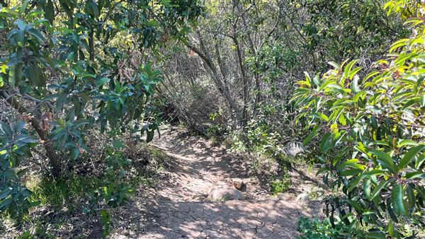 Griffith Park Redwoods - Cedar Grove - Cedar Grove Trail (3/16/2022 - Credits: Leo Fialho)