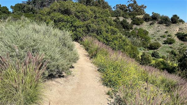 Griffith Park Redwoods - Cedar Grove - Cedar Grove Trail (3/16/2022 - Credits: Leo Fialho)