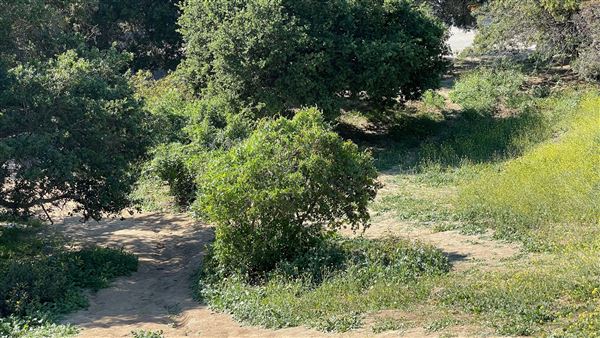 Griffith Park Redwoods - Cedar Grove - Cedar Grove Trail (3/16/2022 - Credits: Leo Fialho)