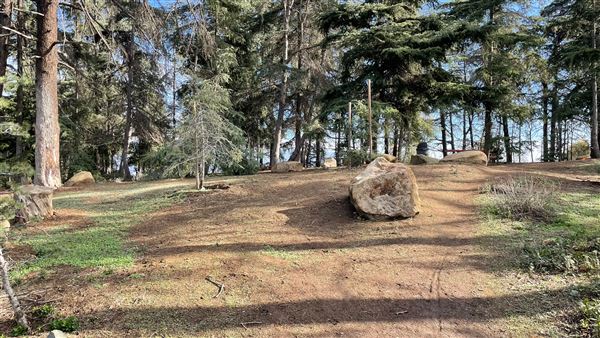 Griffith Park Redwoods - Cedar Grove - Cedar Grove (12/10/2021 - Credits: Leo Fialho)