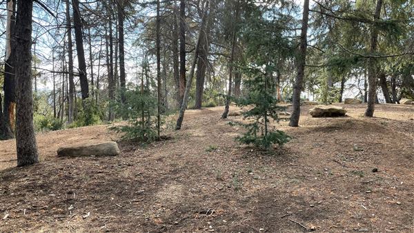 Griffith Park Redwoods - Cedar Grove - Cedar Grove (12/10/2021 - Credits: Leo Fialho)