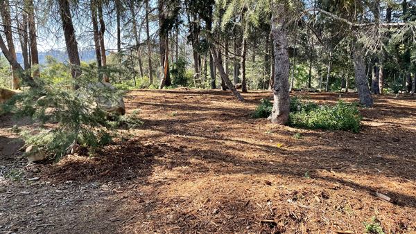 Griffith Park Redwoods - Cedar Grove - Cedar Grove (12/10/2021 - Credits: Leo Fialho)