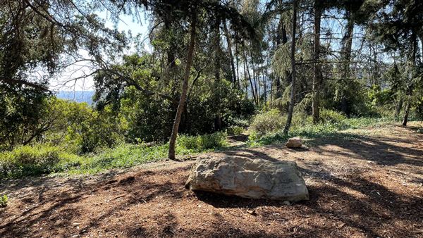 Griffith Park Redwoods - Cedar Grove - Cedar Grove (12/10/2021 - Credits: Leo Fialho)