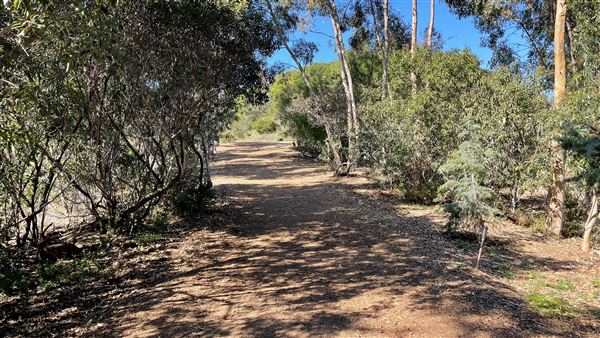 Griffith Park Redwoods - Cedar Grove - Cedar Grove (12/10/2021 - Credits: Leo Fialho)