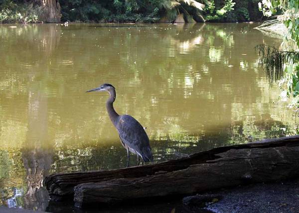 Los Angeles County Arboretum (12/31/2003)