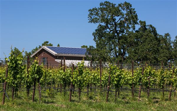 Olivet Grange Vineyard (2/3/2026 - Credits: Inman Family Wines)