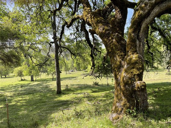 Aukum Ranch (3/20/2026 - Credits: Jon Masters)