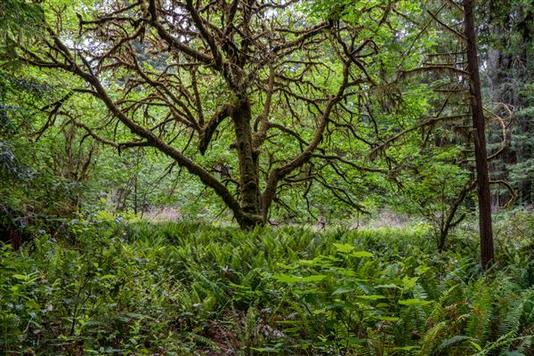 Prairie Creek Redwoods State Park (SP) within the Redwood National and State Parks (6/15/2022 - Credits: Brian Baer)