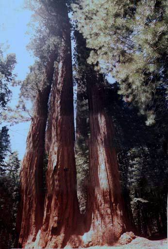 Giant Sequoia National Monument (12/31/2003)