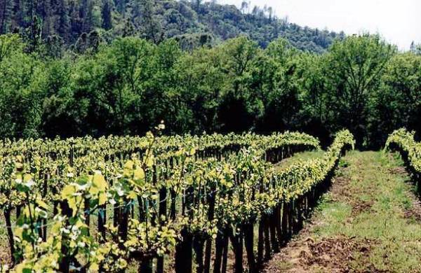 Stevenot Winery (12/31/2003)