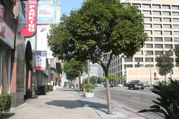 Wilshire Blvd. & Commonwealth Ave. (9/1/2010 - Credits: Lindsay Mizrahi)