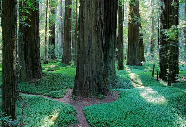 Humboldt Redwoods State Park (SP) / Grieg-French-Bell Grove - Grieg French Grove (4/25/2011)