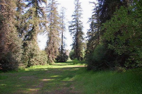 Griffith Park Redwoods - Cedar Grove (6/14/2011 - Credits: David Golden)