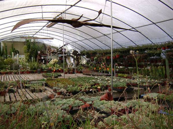 California Nursery Specialties - Cactus Ranch (6/22/2011 - Credits: J. Steven Witkowski)