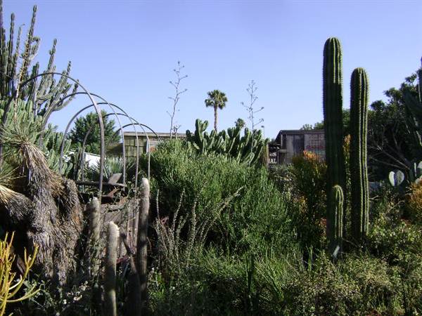 California Nursery Specialties - Cactus Ranch (6/22/2011 - Credits: J. Steven Witkowski)