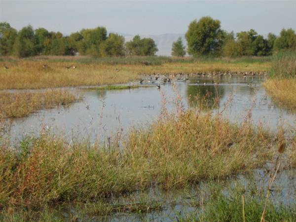 Colusa National Wildlife Refuge (11/10/2011)