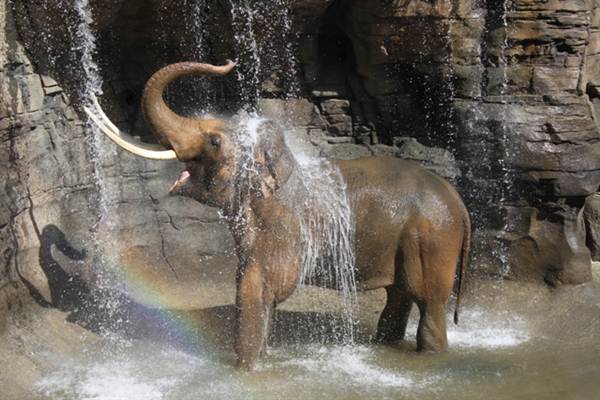 Los Angeles Zoo & Botanical Gardens - LA Zoo (10/9/2012)