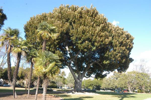 Beverly Gardens Park (2/3/2009)