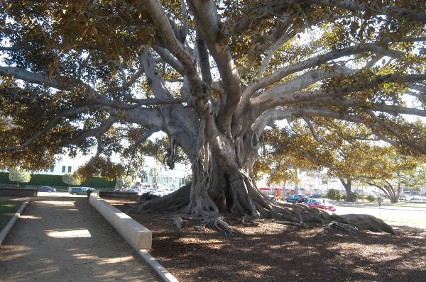 Beverly Gardens Park (2/3/2009)