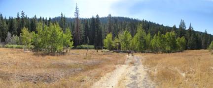 Aspens Near Highway 267 US Forest Service (10/8/2009)