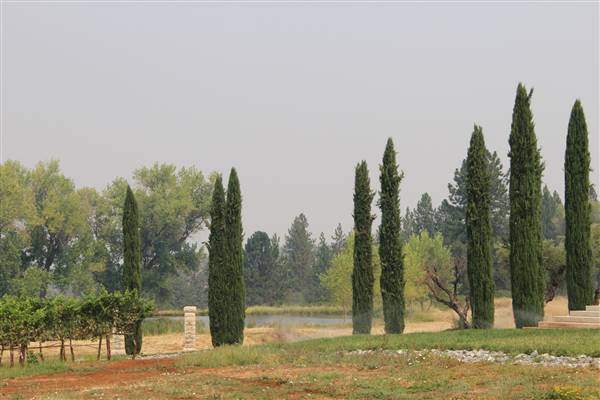 Anselmo Vineyard (10/29/2015)