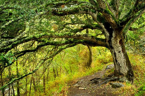 Andrew Molera State Park (SP) (1/8/2016 - Credits: http://www.parks.ca.gov/ImageGallery/?page_id=582)