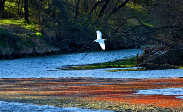 Bidwell-Sacramento River State Park (SP) (1/12/2016 - Credits: Courtesy of California State Parks, 2016)