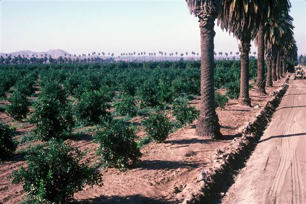 California Citrus State Historic Park (SHP) (1/14/2016 - Credits: Courtesy of California State Parks, 2016)
