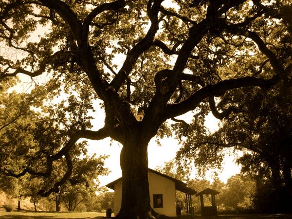William B. Ide Adobe State Historic Park (SHP) - http://stateparkclosurestrip.blogspot.com/ (3/3/2016 - Credits: Photo courtesy of Lucy D'Mot)