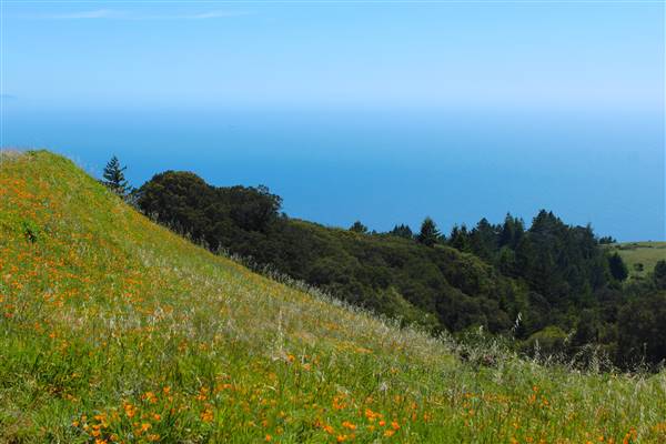 Mount Tamalpais State Park (SP) (3/9/2016 - Credits: Photo courtesy of Marin Convention & Visitors Bureau)