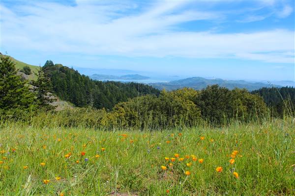 Mount Tamalpais State Park (SP) (3/9/2016 - Credits: Photo courtesy of Marin Convention & Visitors Bureau)